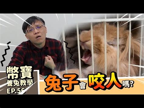 兔子生氣不理人|兔兔現在感覺如何？從動作分辨兔子的心情